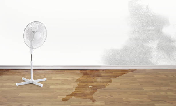 Best Mold removal after water damage  in Hot Springs Village, AR