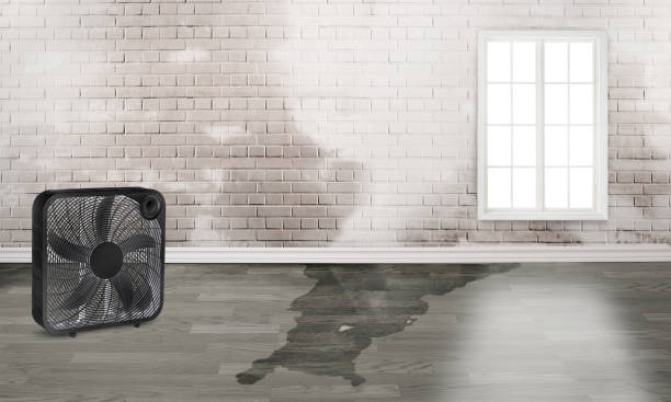 Best Water damage restoration experts  in Hot Springs Village, AR